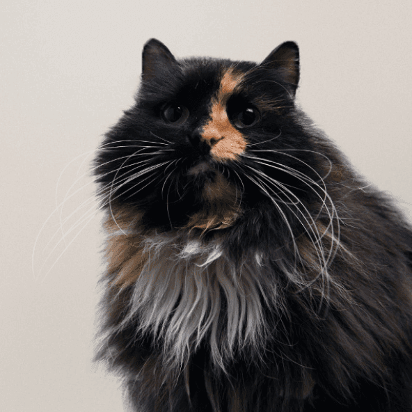Ruby — Cat